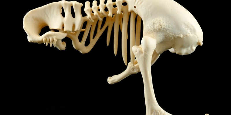 MPP: BLOCK 2: LOWERY: SKELETAL/BONE PHYS. & PHARM (PART 2 OF 4)