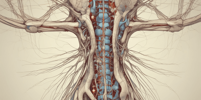 Anatomie du système nerveux: Nerfs spinaux