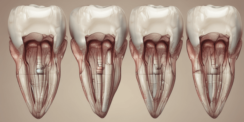 Tooth Development and Formation