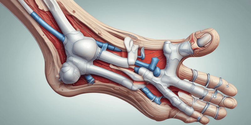 Orthopedic Pathology and Ankle Joint Capsule