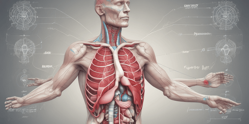 Respiratory System Functional Components