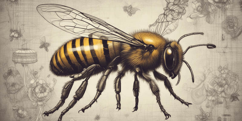 Anatomy of the Bee: Head, Thorax, and Abdomen