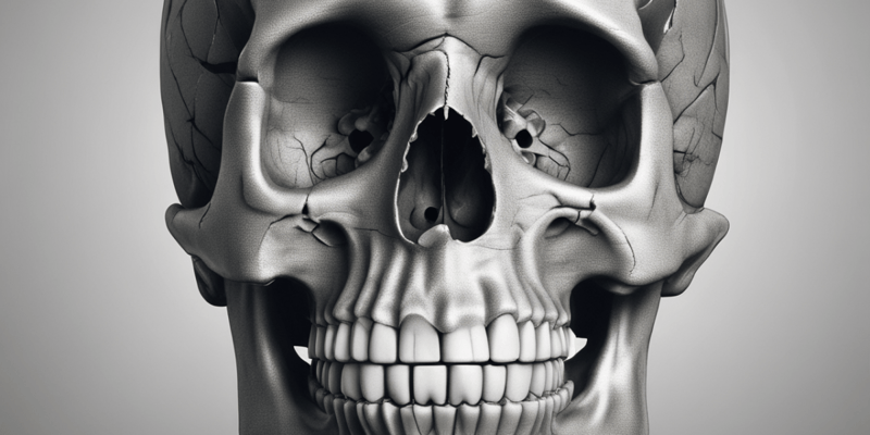 The Skull: Axial System