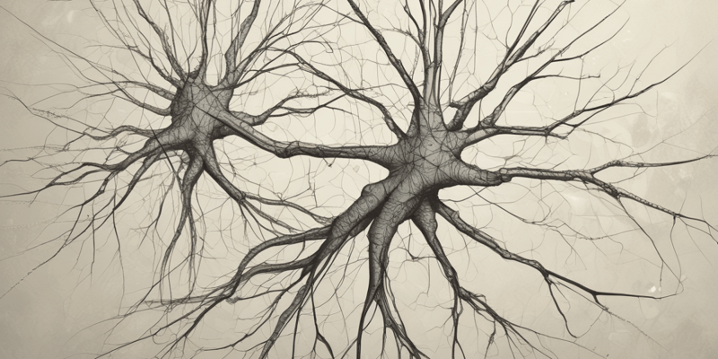 Pyramidal Cells and Stellate Neurons in Cerebral Cortex