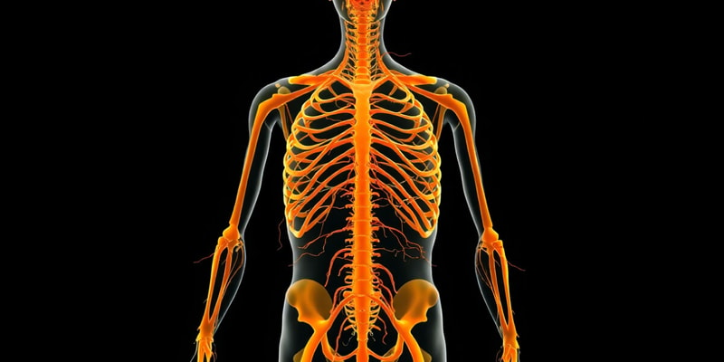 Nervous System Overview