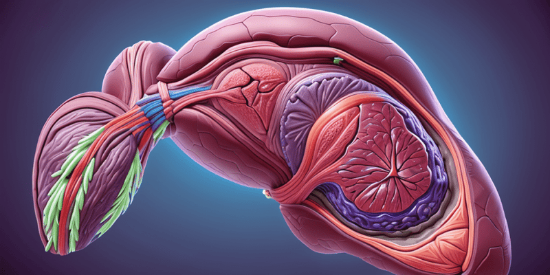 Anatomy of the Spleen: Match Exercise