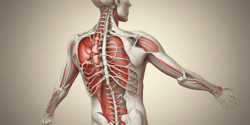 Rubrospinal Tract and Decorticate Posture
