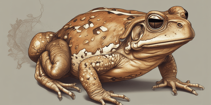 Toad Musculoskeletal System