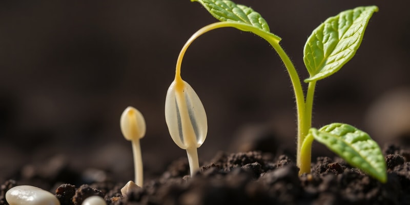 Seed Longevity and Germination Quiz