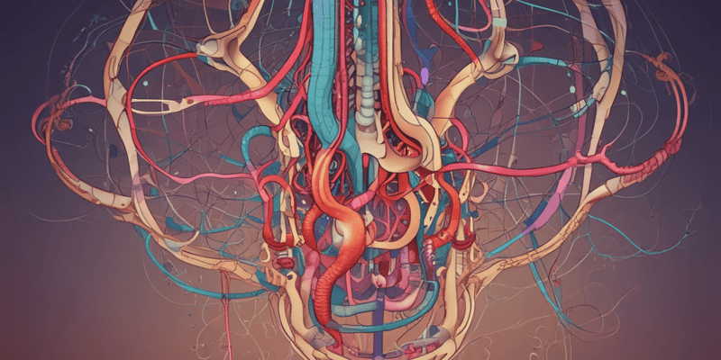 Nephron Structure: Glomerulus and Arterioles