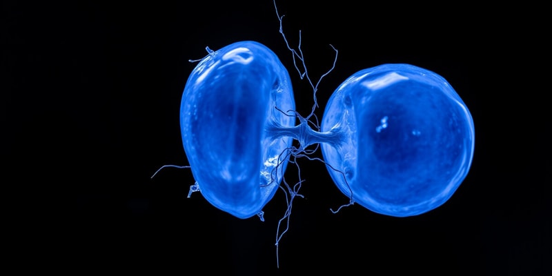 Biology Meiosis vs Mitosis Quiz