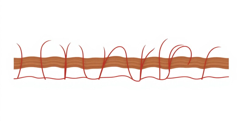 Bio 201 Module 2   Integumentary system  Hair Types and Structure part 2