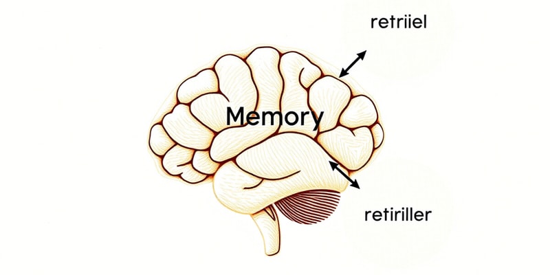 Psychology Memory Overview