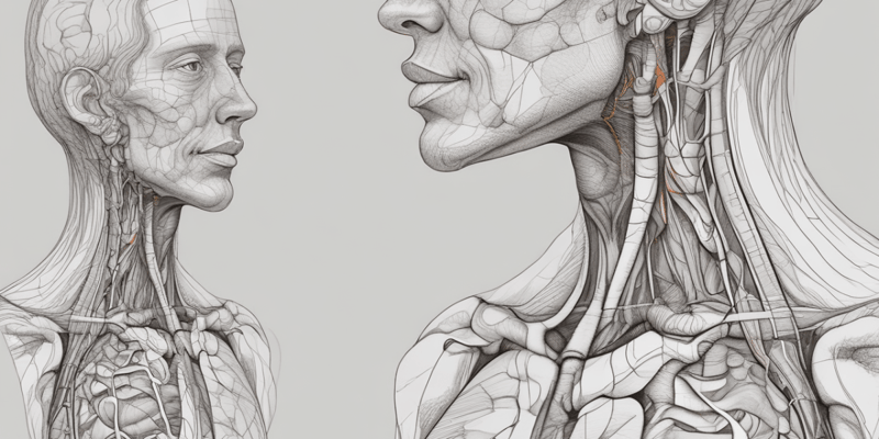 Anatomy of the Neck: Arteries and Glands