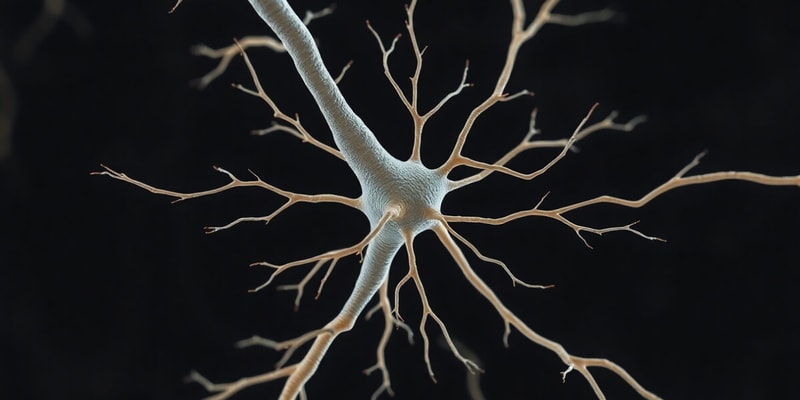 Neuron and Reflex Arc Overview