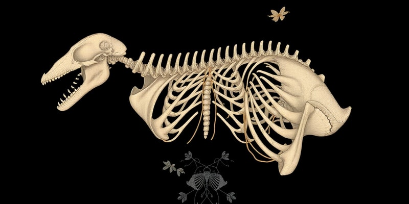 Biology Chapter 7: Skeletal System