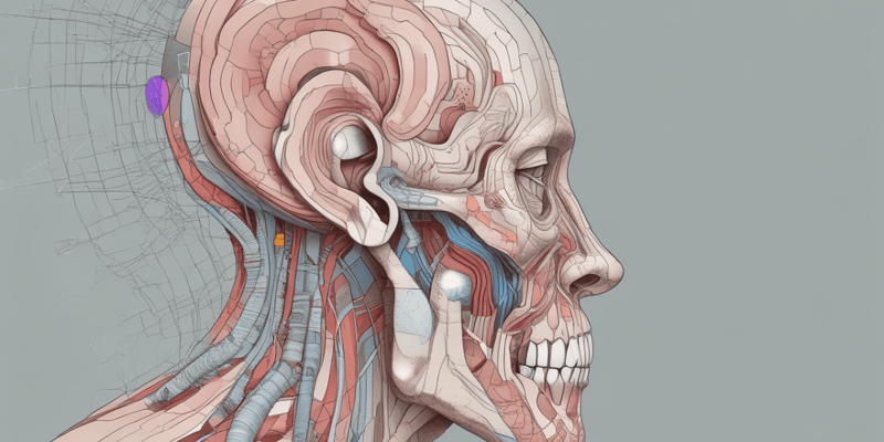 Anatomy of the Ear Quiz