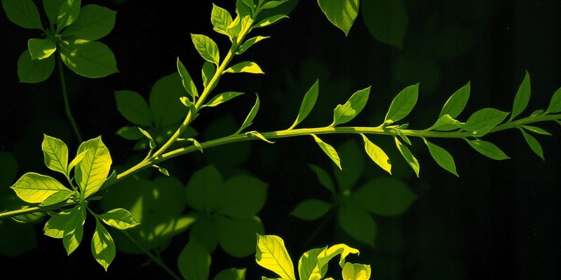 Fotosíntesis en Plantas