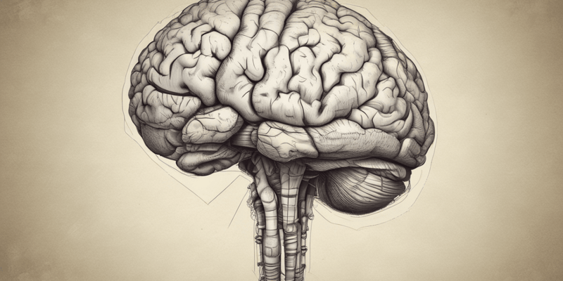 Beyin Sapı ve Retiküler Formasyon