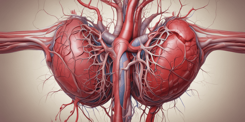 Coronary Arteries Anatomy