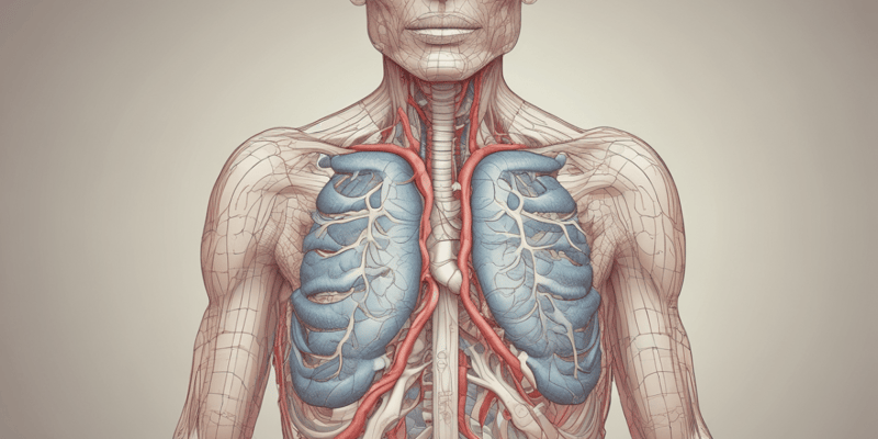 Atmung: Physiologie der Atmung