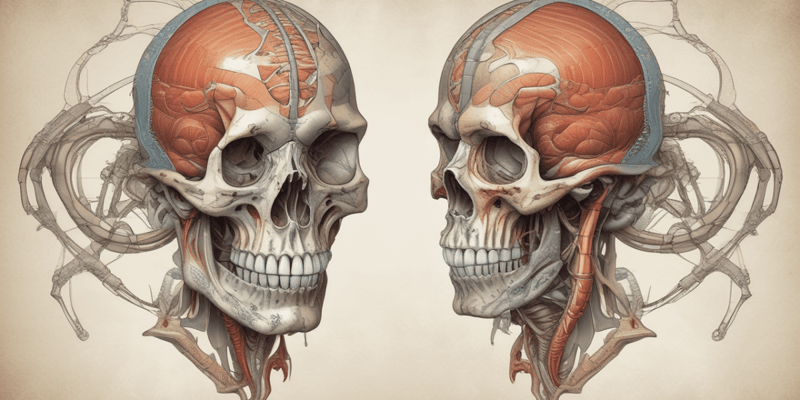 Anatomía comparada: Estructuras craneales y caudales