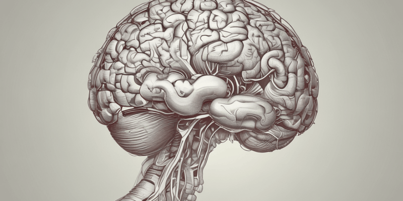 Anatomy of Human Brain: Right Hemisphere