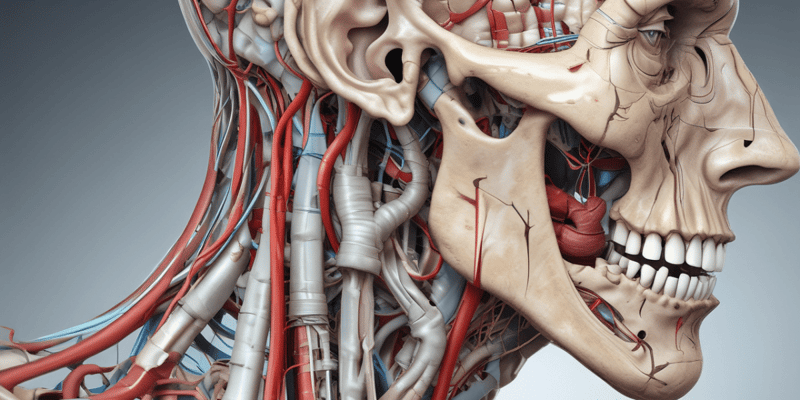 Mandibular Nerve Anatomy