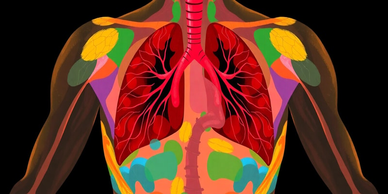 Biology Chapter: Human Respiratory System