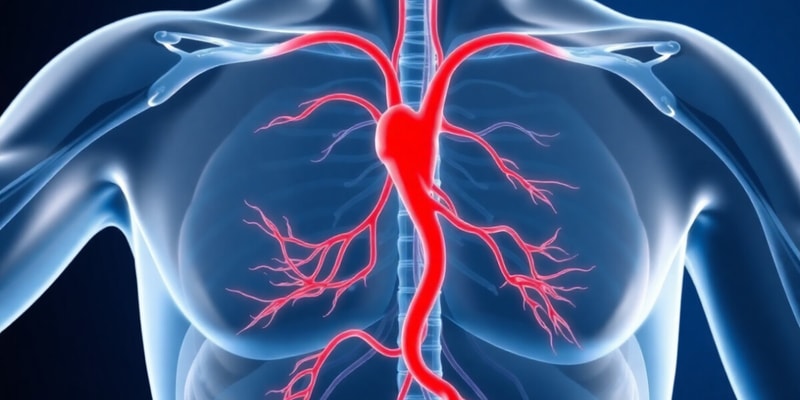 Blood Flow Control Mechanisms