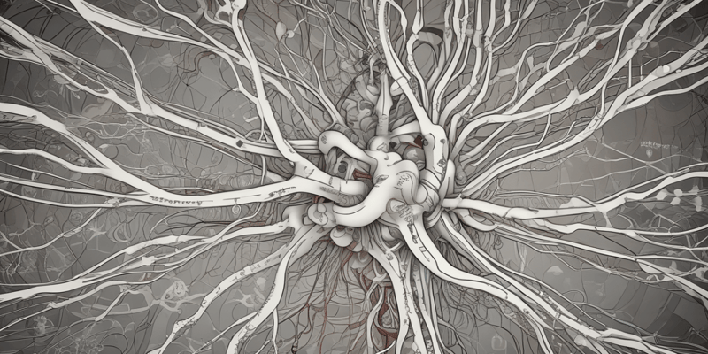 Neurofisiología: Sistema Nervioso Central y Periférico