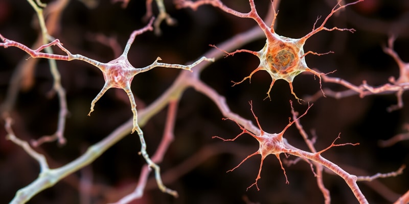 Neuroscience: Types of Neurons and Glial Cells