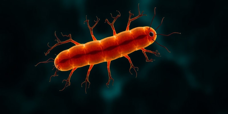 C.elegans Cell Division Mechanisms