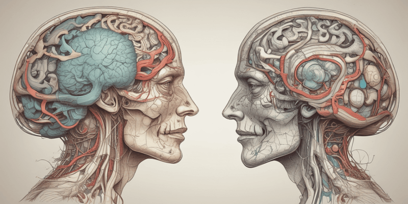 Brain Anatomy Quiz