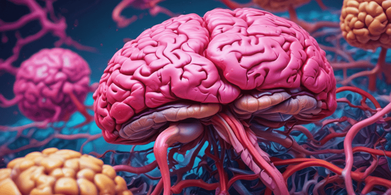 Anatomy of the Cerebellum