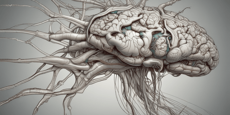 Anatomía del sistema nervioso (Unidad Didáctica 1)