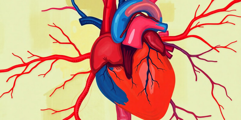 Cardiovascular System Quiz