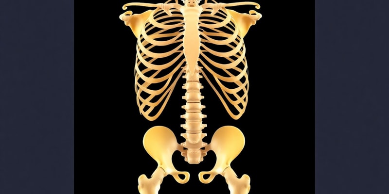 Skeletal System Overview