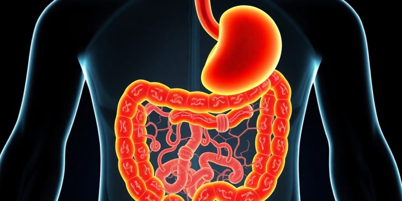 Digestive System Overview