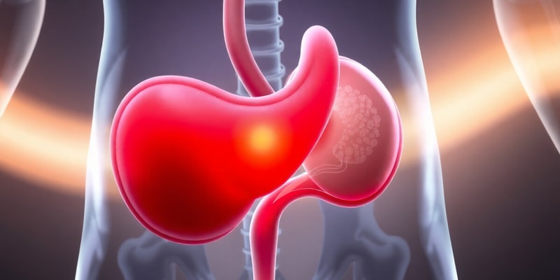 L2 Anatomy of Urinary Bladder (P1 Mid)