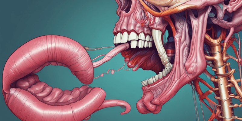 Tongue Anatomy and Surfaces