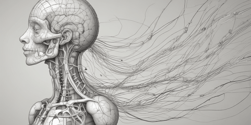 Nervous System Structure and Function