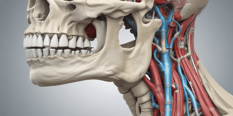 Anatomy of the Ligamentum Stylomandibulare and Upper Compartment of the Temporomandibular Joint