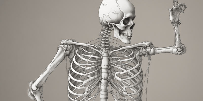 Human Skeleton: Bones and Functions