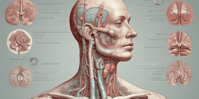 El Aparato Respiratorio: Anatomía y Funciones