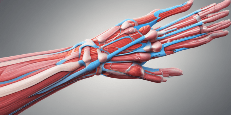 Radial Nerve Branches and Muscles Origins and Insertions Quiz