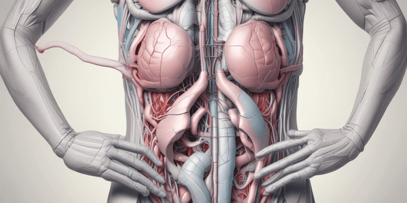 Anatomy of Peritoneal Folds and Ligaments