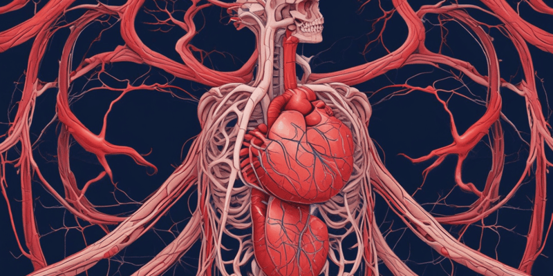 Cardiovascular System Quiz: Blood Vessels and Cardiac Cycle