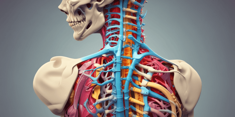 Columna Vertebralis Anatomy Quiz