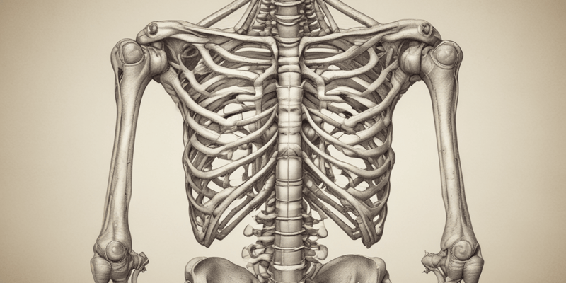 Skeletal system - All the bones